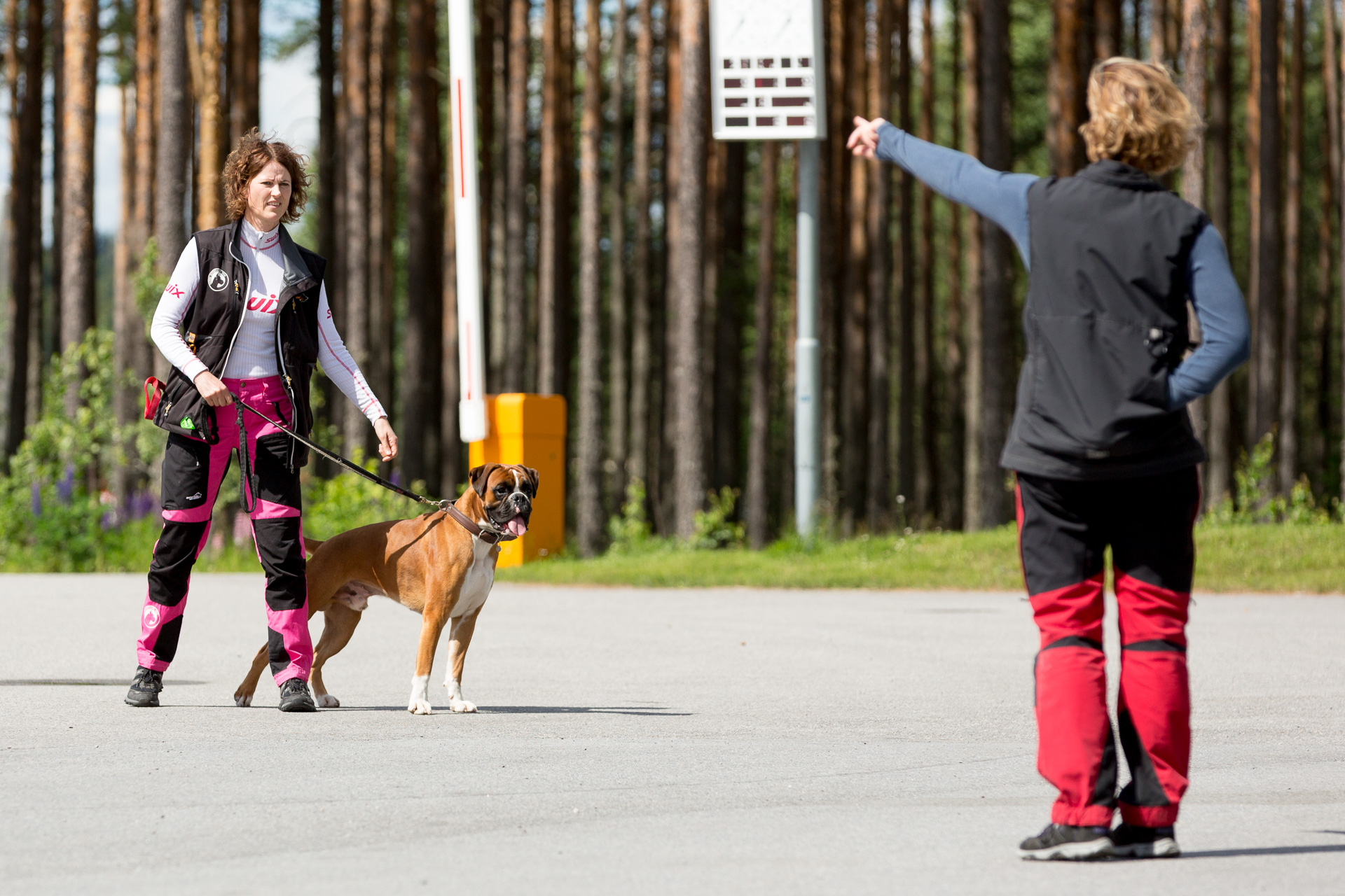 Boxer på lydighetskurs