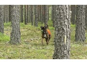 Boxerleir 19. - 22. juni 2026